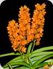 Holcoglossum subulifolium x Vanda garayi